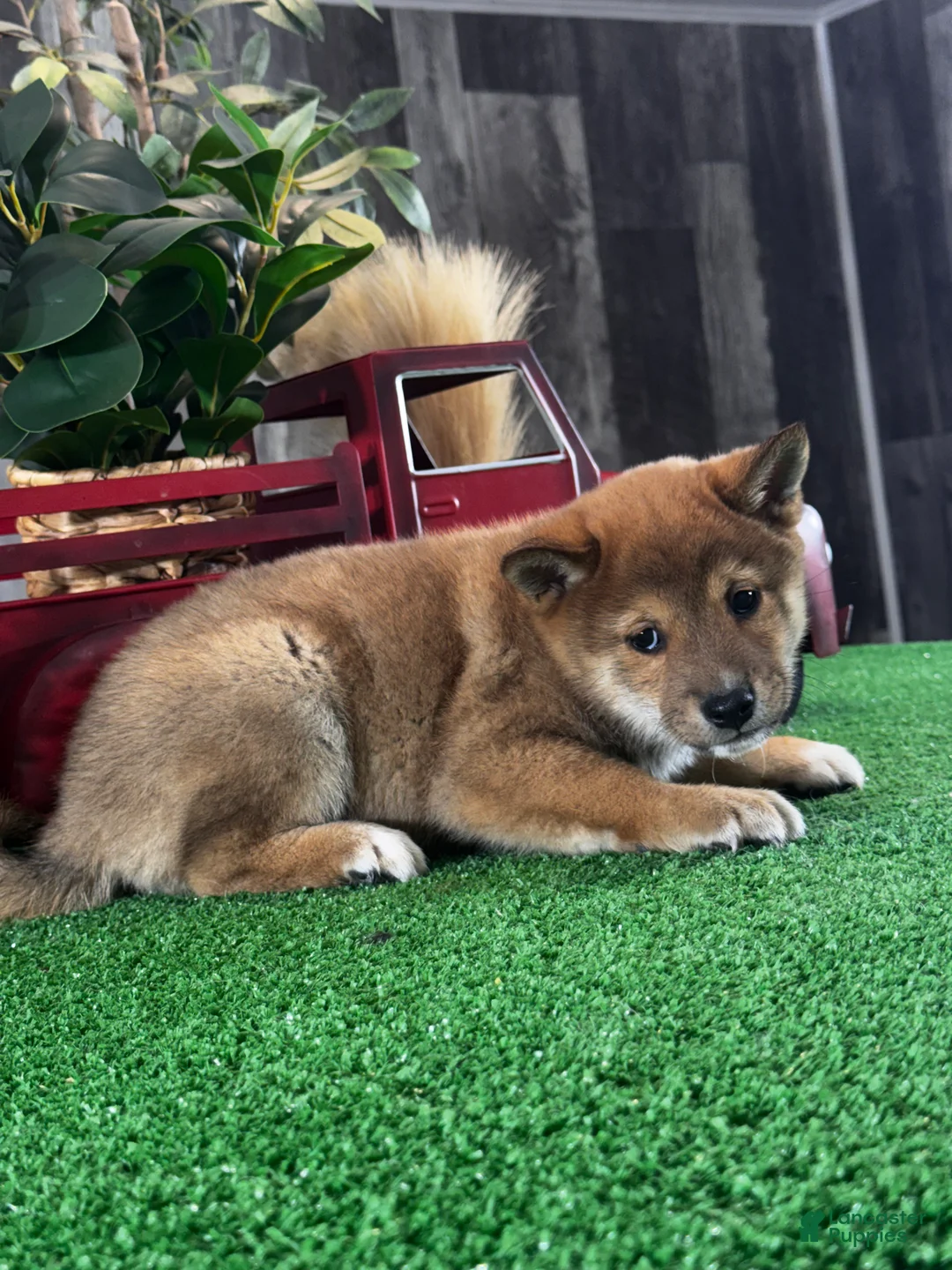 Shiba Inu dogs for sale: Ike  - Ad 2