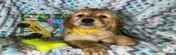 Golden Retriever dogs for sale: Gylly the Gentle Gal - Ad 2