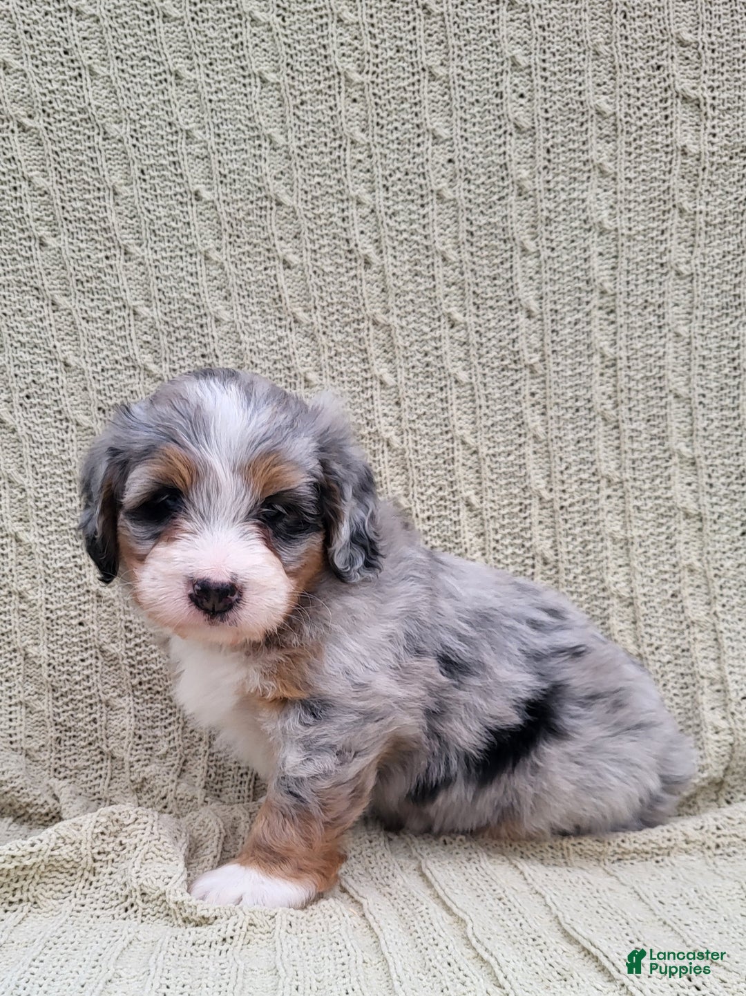 Mini Bernedoodle dogs for sale: Sage  - Ad 2