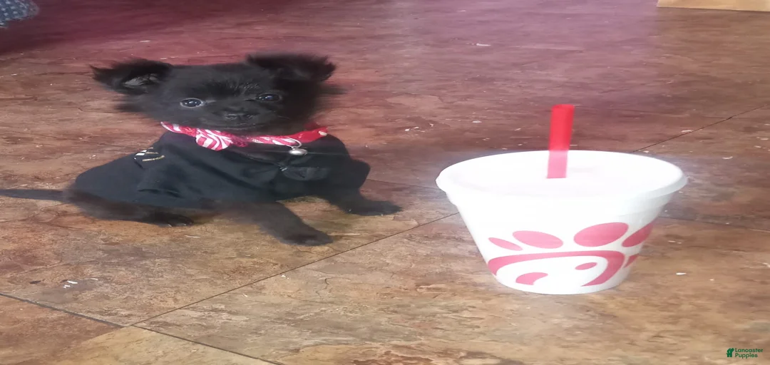 Gallery Image {{count}}