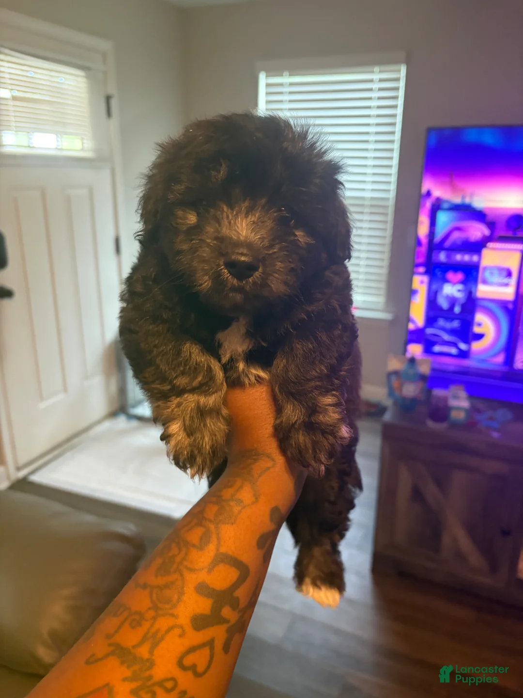 Yorkiepoo dogs for sale: Yorkiepoo Puppy 1 - Ad 1