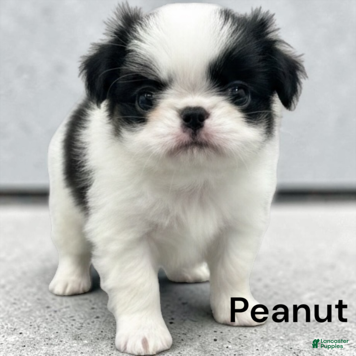 Japanese Chin dogs Peanut - Ad 1