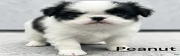 Japanese Chin dogs for sale: Peanut - Ad 1