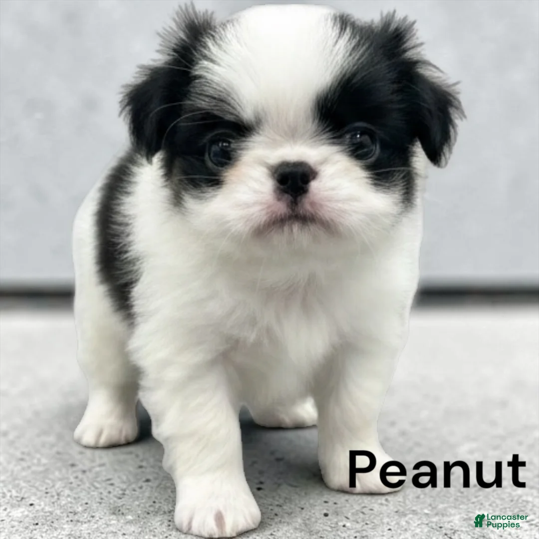 Japanese Chin dogs for sale: Peanut - Ad 1