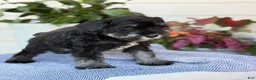 Miniature Schnauzer dogs for sale: Lin - Ad 12