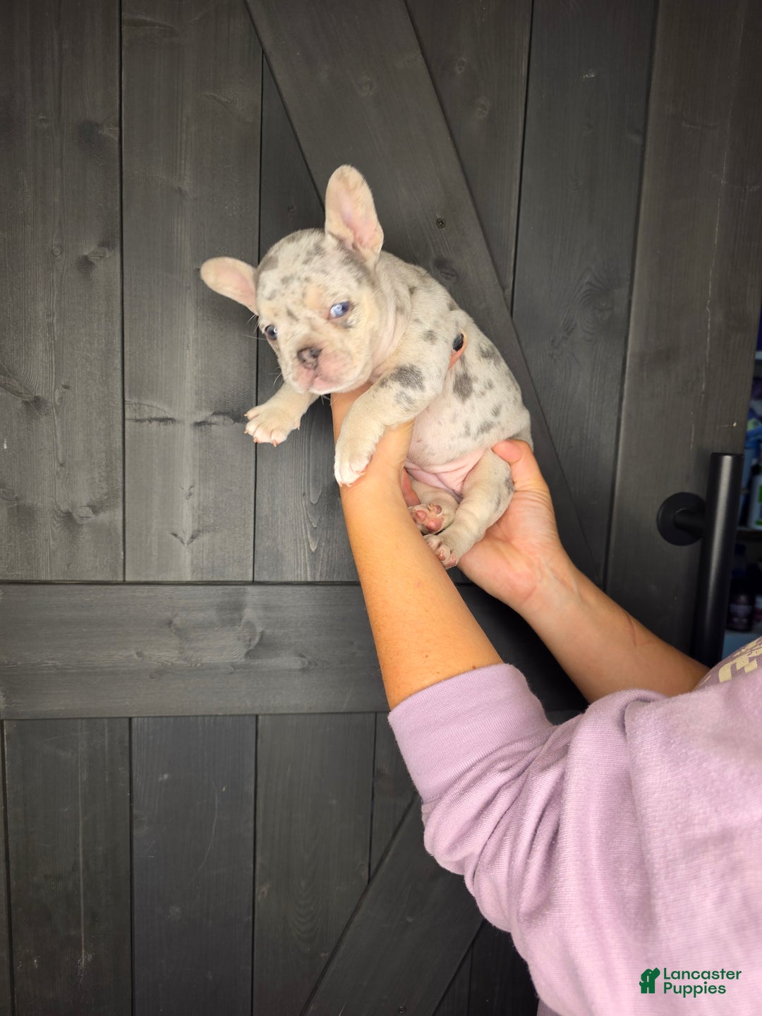 French Bulldog dogs for sale: French Bulldog Puppy 8 - Ad 5