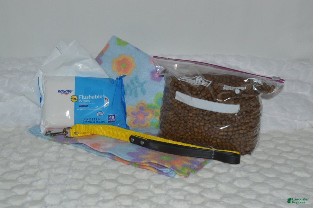 Yorkshire Terrier dogs for sale: Diesel - Ad 6