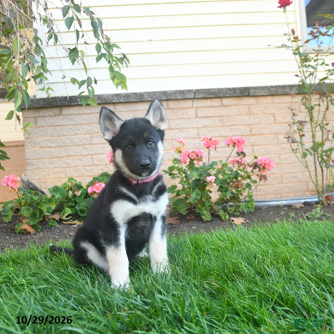 Gerberian Shepsky dogs for sale: Jett  - Ad 1
