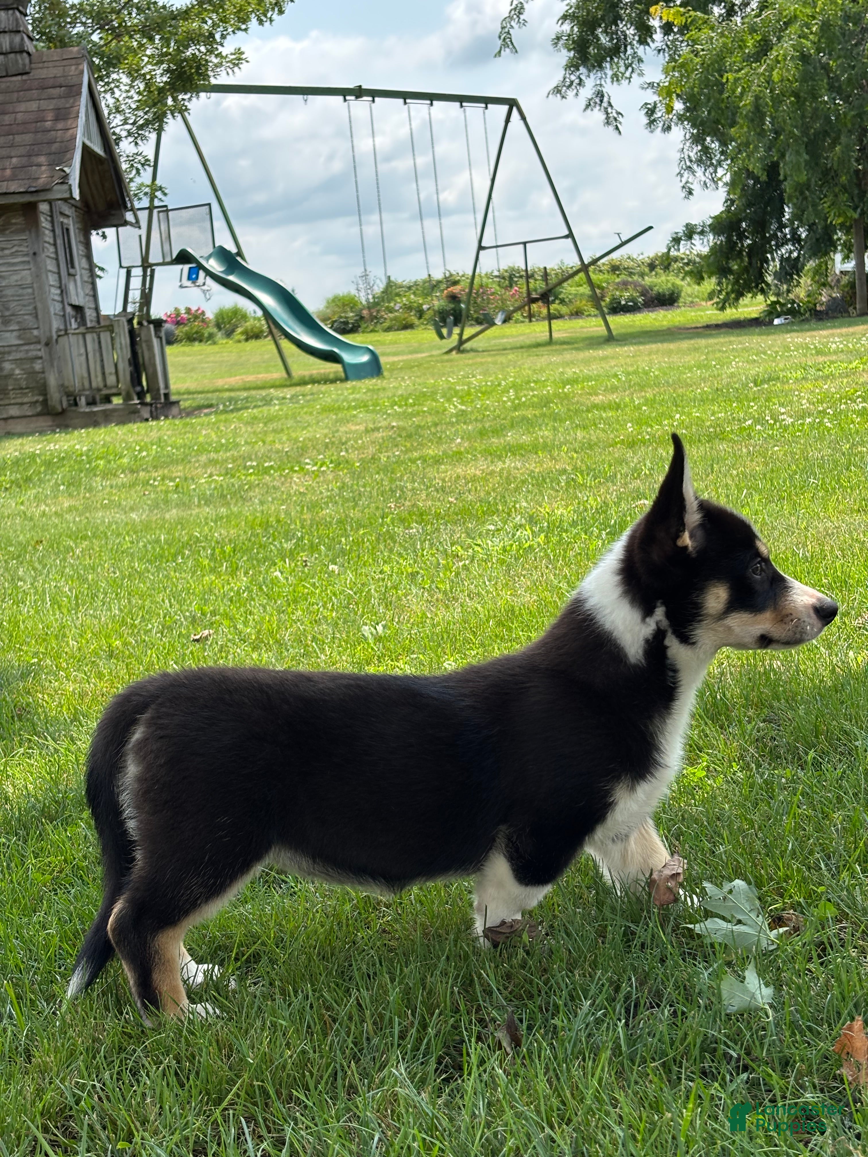 Mixed Breed dogs Regina - Ad 2