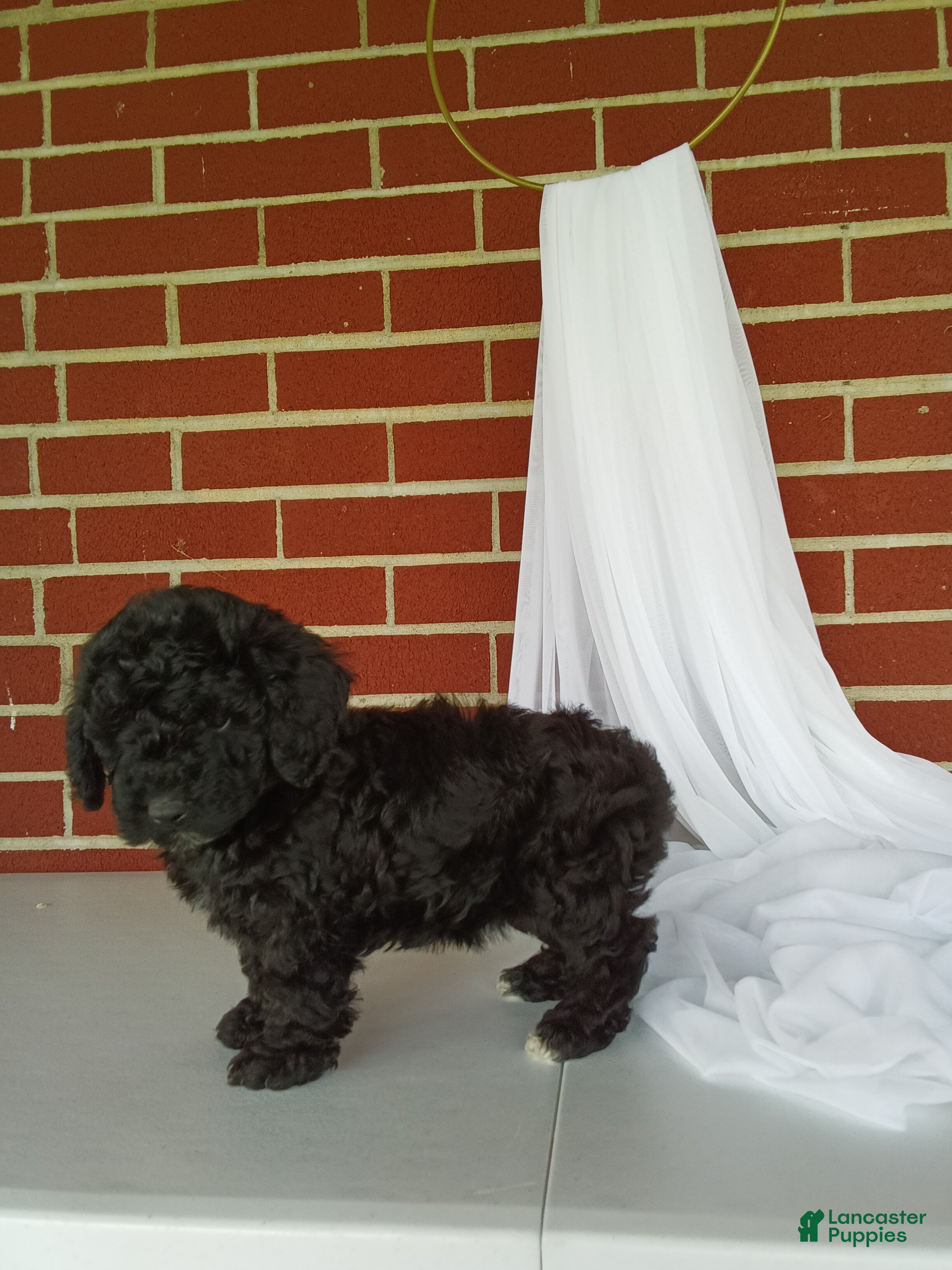 Yorkiepoo dogs for sale: 🐾 Meet Tulip – Beautiful F1B Yorkiepoo Puppy! 🐾 - Ad 3