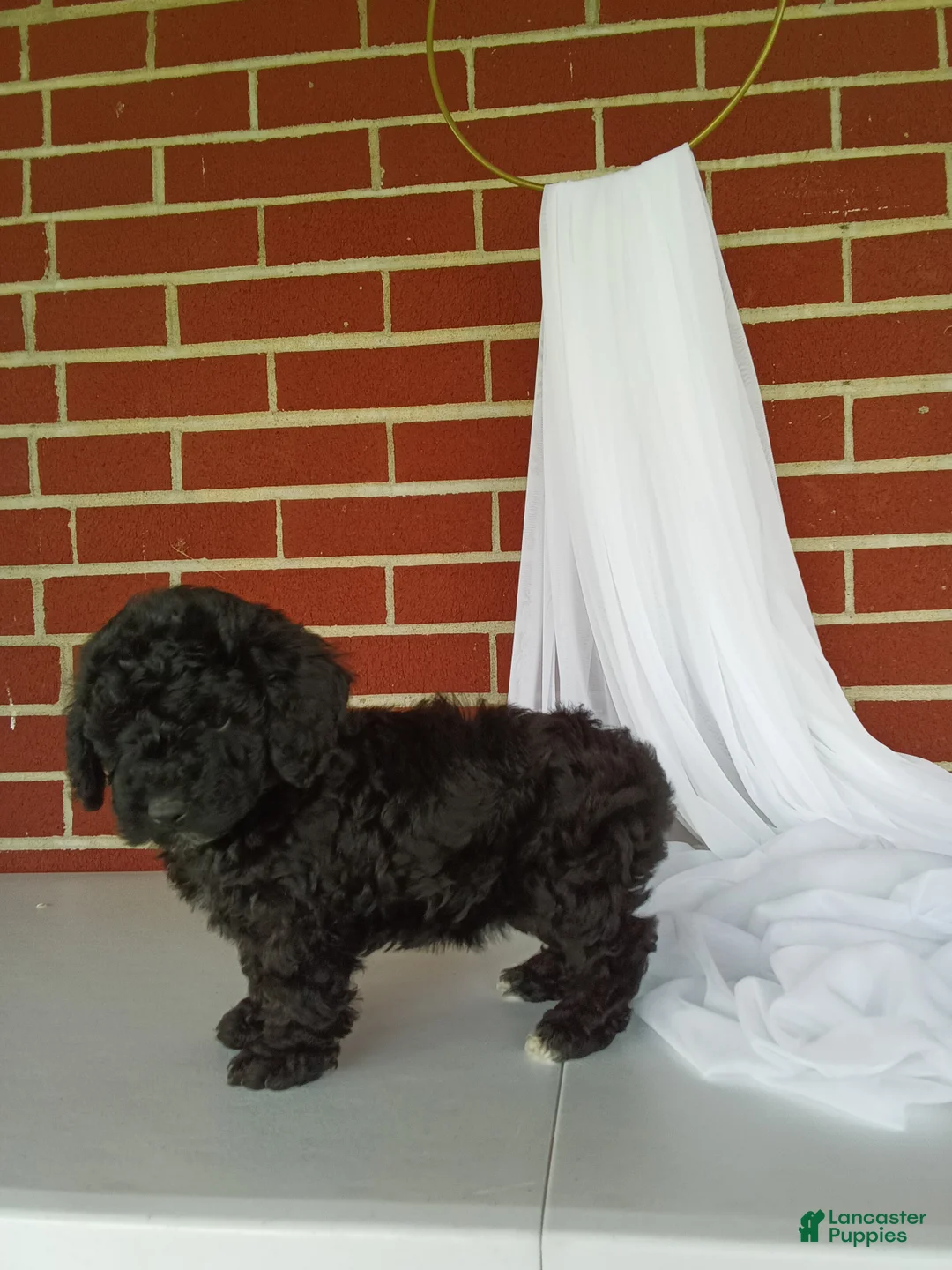 Yorkiepoo dogs for sale: 🐾 Meet Tulip – Beautiful F1B Yorkiepoo Puppy! 🐾 - Ad 1