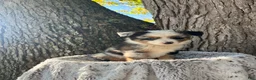 Miniature Australian Shepherd dogs for sale: Diesel - Ad 4