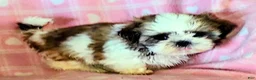 Shih Tzu dogs for sale: Star - Ad 2
