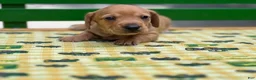 Miniature Dachshund dogs for sale: Doxie  - Ad 5