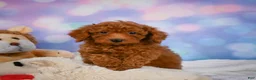 Cavapoo dogs for sale: Duke - Ad 6