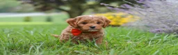 Cavapoo dogs for sale: Rover - Ad 8