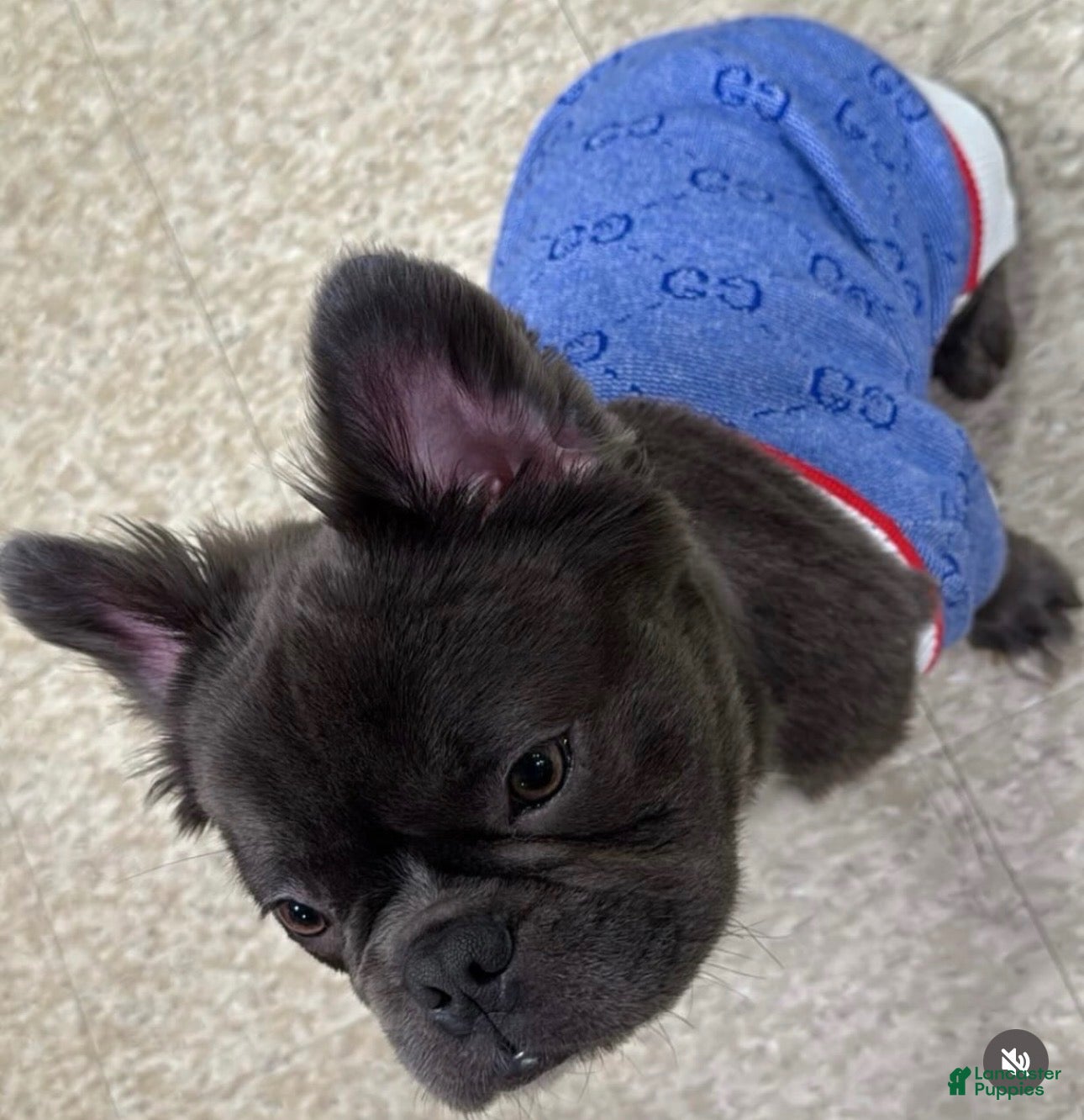French Bulldog