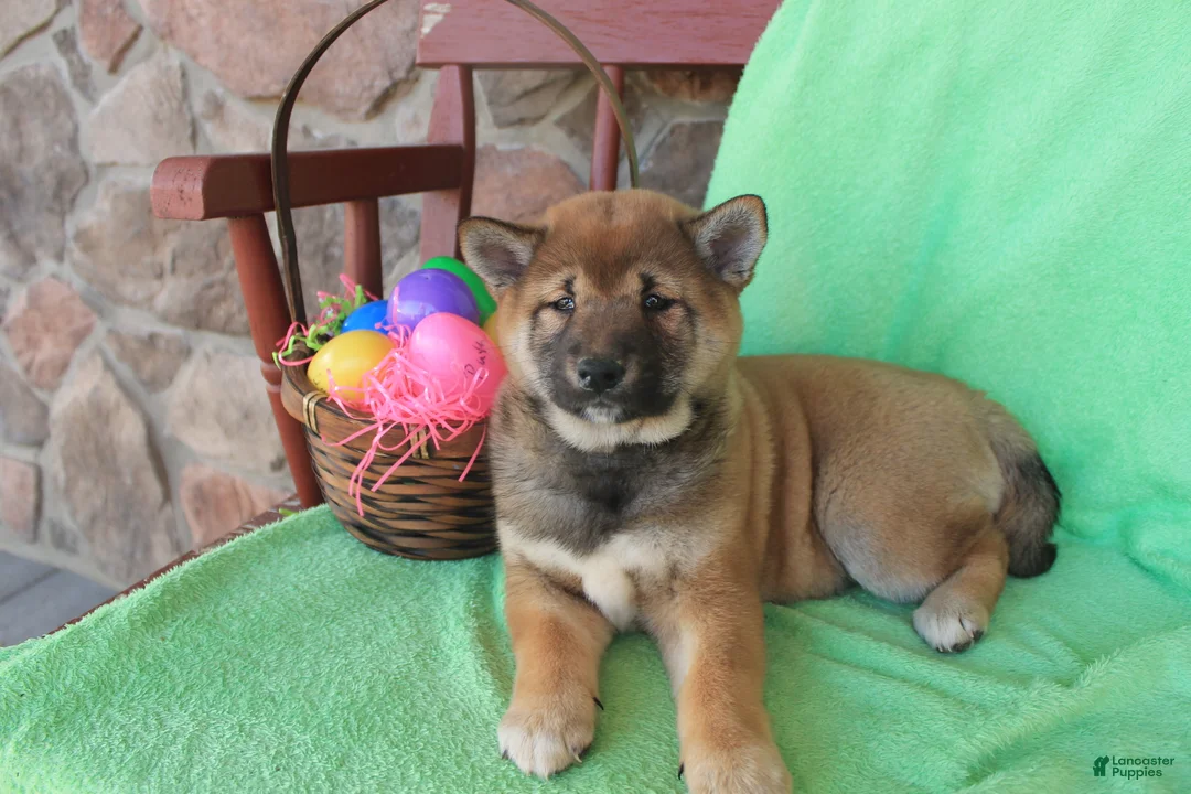 Shiba Inu dogs for sale: Sleeping Beauty - Ad 2