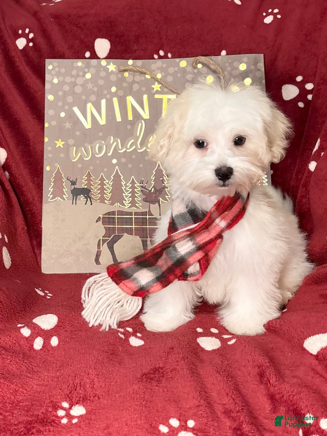 Maltese dogs for sale: Little man  - Ad 3