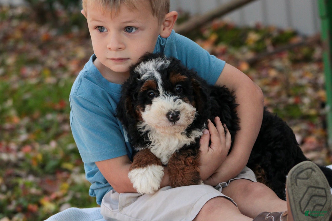 Bernedoodle dogs Ridge Miniature Bernedoodle  - Ad 1