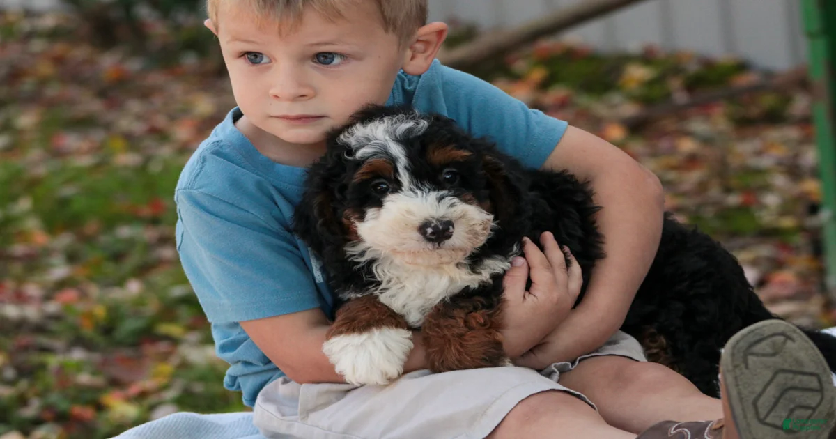 Bernedoodle Puppies for sale in Flint, Michigan | Lancaster Puppies