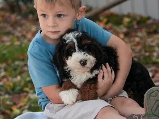 Bernedoodle dogs Ridge Miniature Bernedoodle - Ad 1