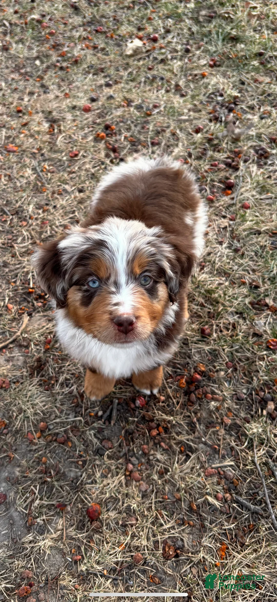 Miniature Australian Shepherd dogs for sale: Miniature Australian Shepherd Puppy 1 - Ad 2