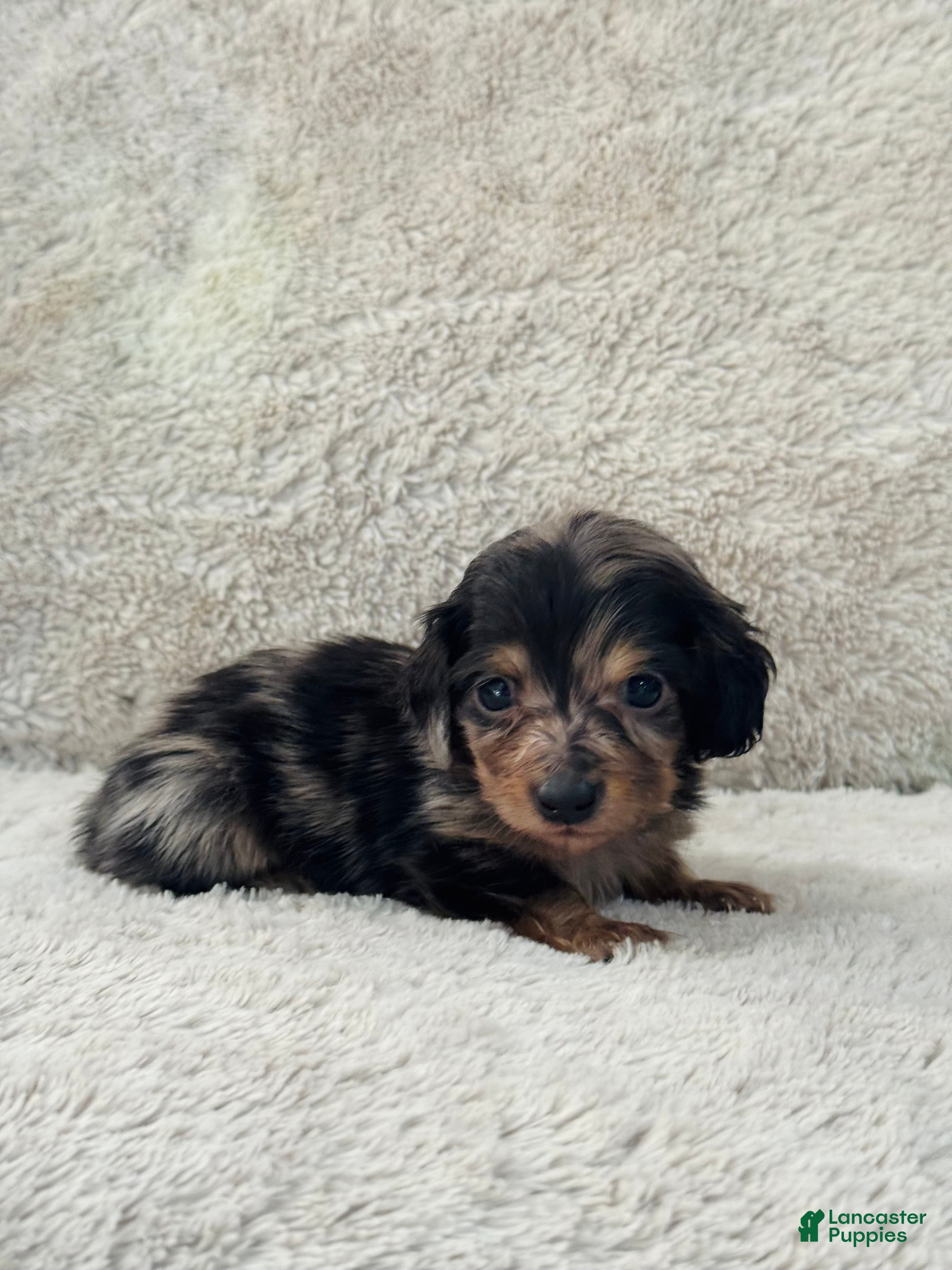 Miniature Dachshund dogs AKC Longhair Black Dapple Miniature Dachshund - Ad 8