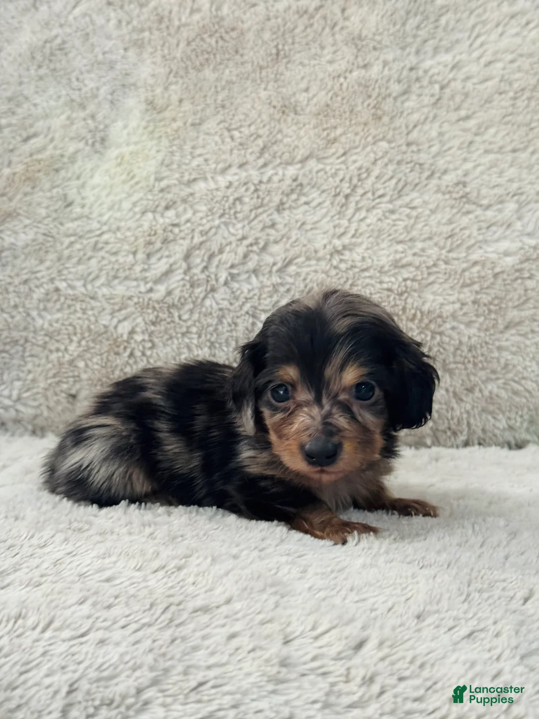 Miniature Dachshund dogs for sale: AKC Longhair Black Dapple Miniature Dachshund - Ad 1