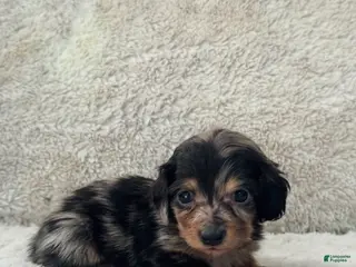 Miniature Dachshund dogs AKC Longhair Black Dapple Miniature Dachshund - Ad 34