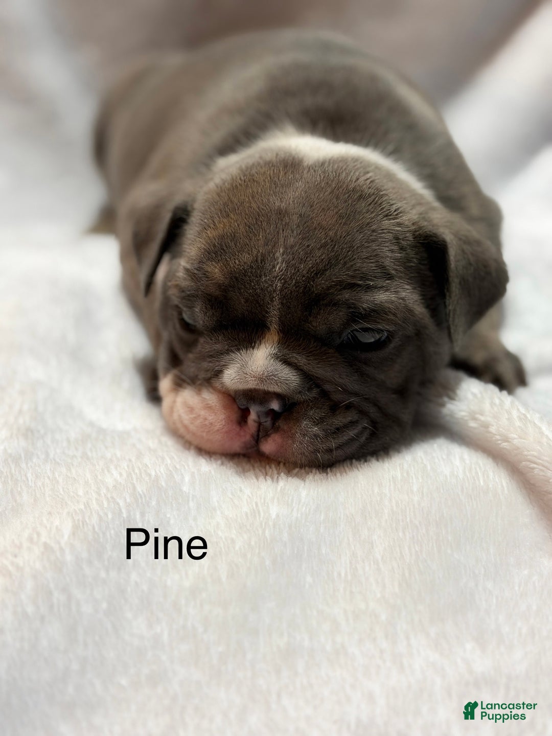 English Bulldog dogs for sale: English Bulldog Puppy 3 - Ad 6