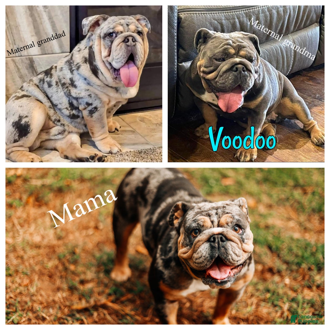 English Bulldog dogs for sale: English Bulldog Puppy 2 - Ad 7
