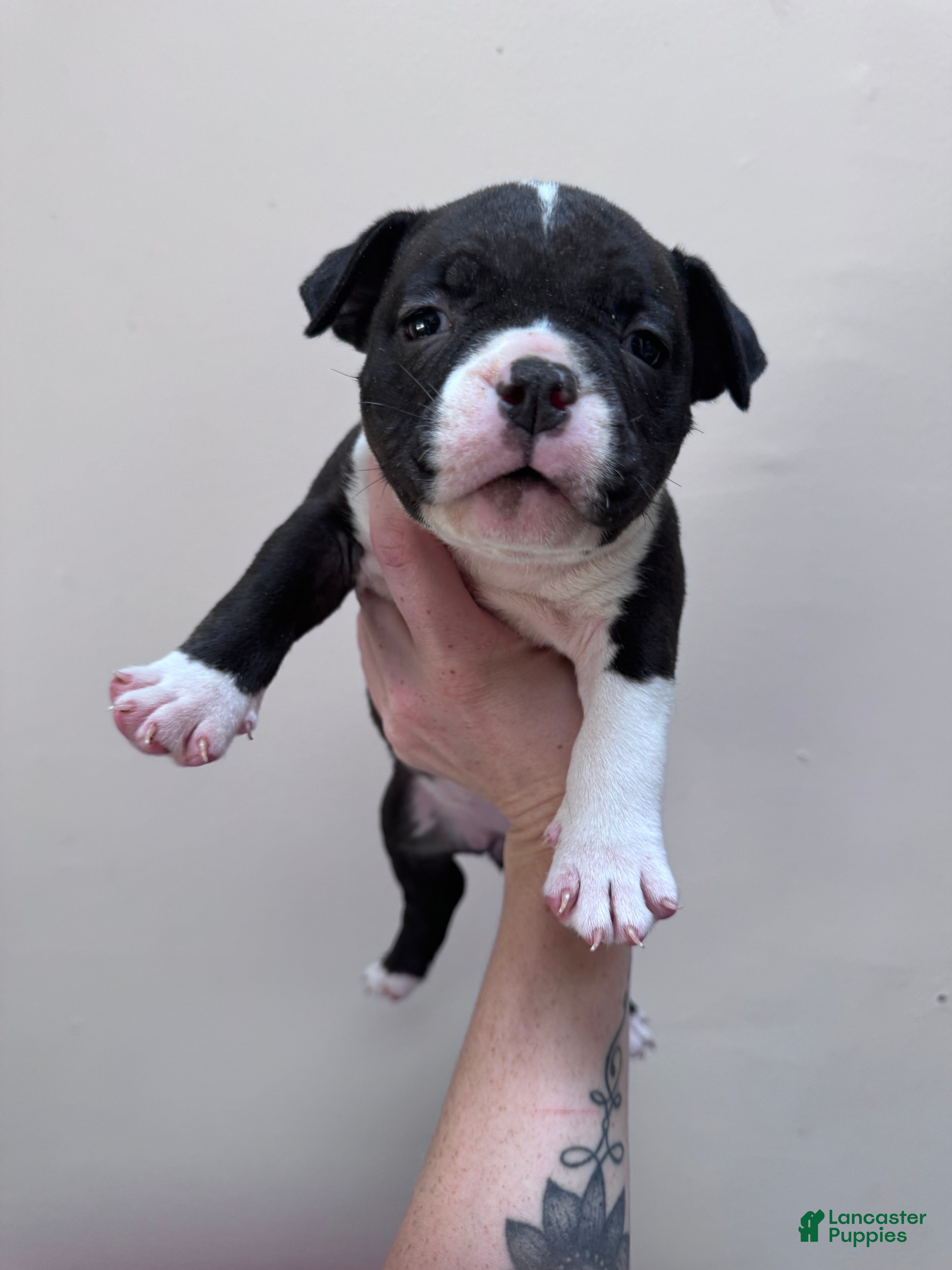 American Bully dogs Female 5 - Ad 20
