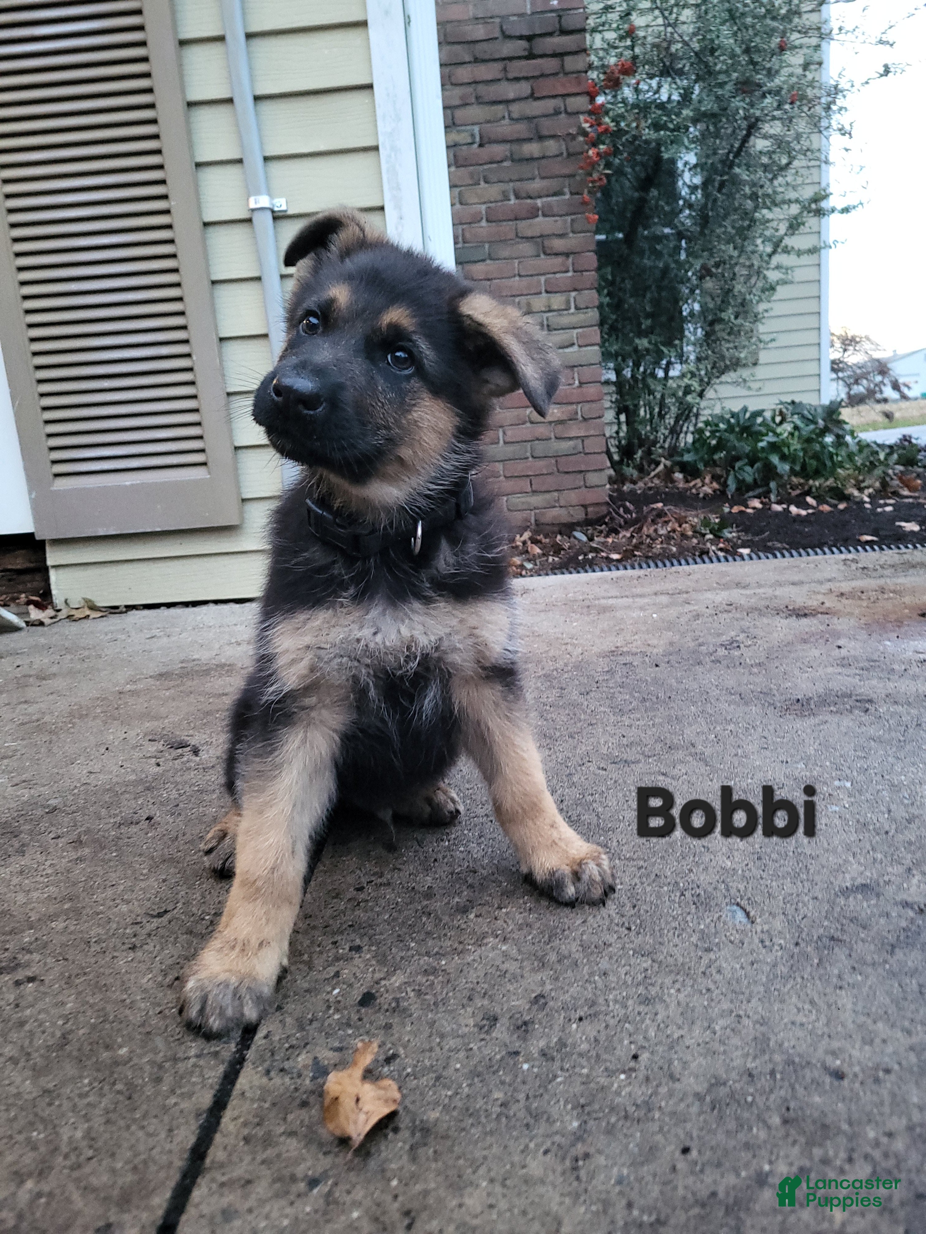 German Shepherd dogs German Shepherd Puppy 3 - Ad 4