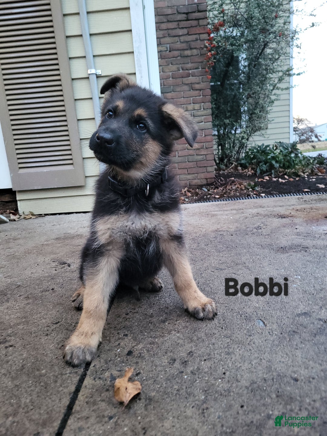 German Shepherd dogs for sale: German Shepherd Puppy 3 - Ad 1