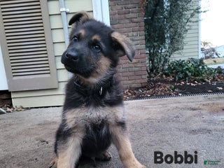 German Shepherd dogs German Shepherd Puppy 3 - Ad 14