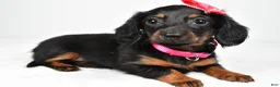 Miniature Dachshund dogs for sale: Maddie - Ad 3