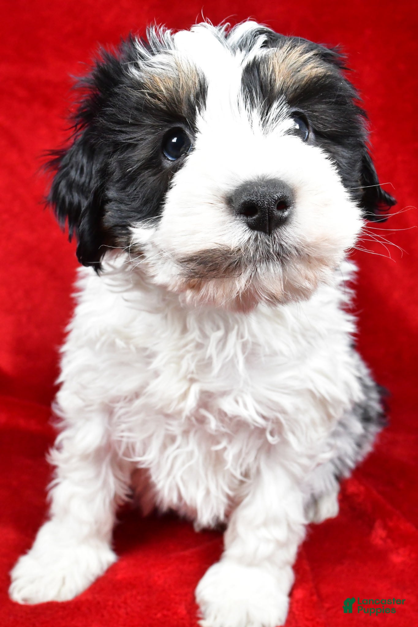 Mixed Breed dogs Thomas - Ad 2