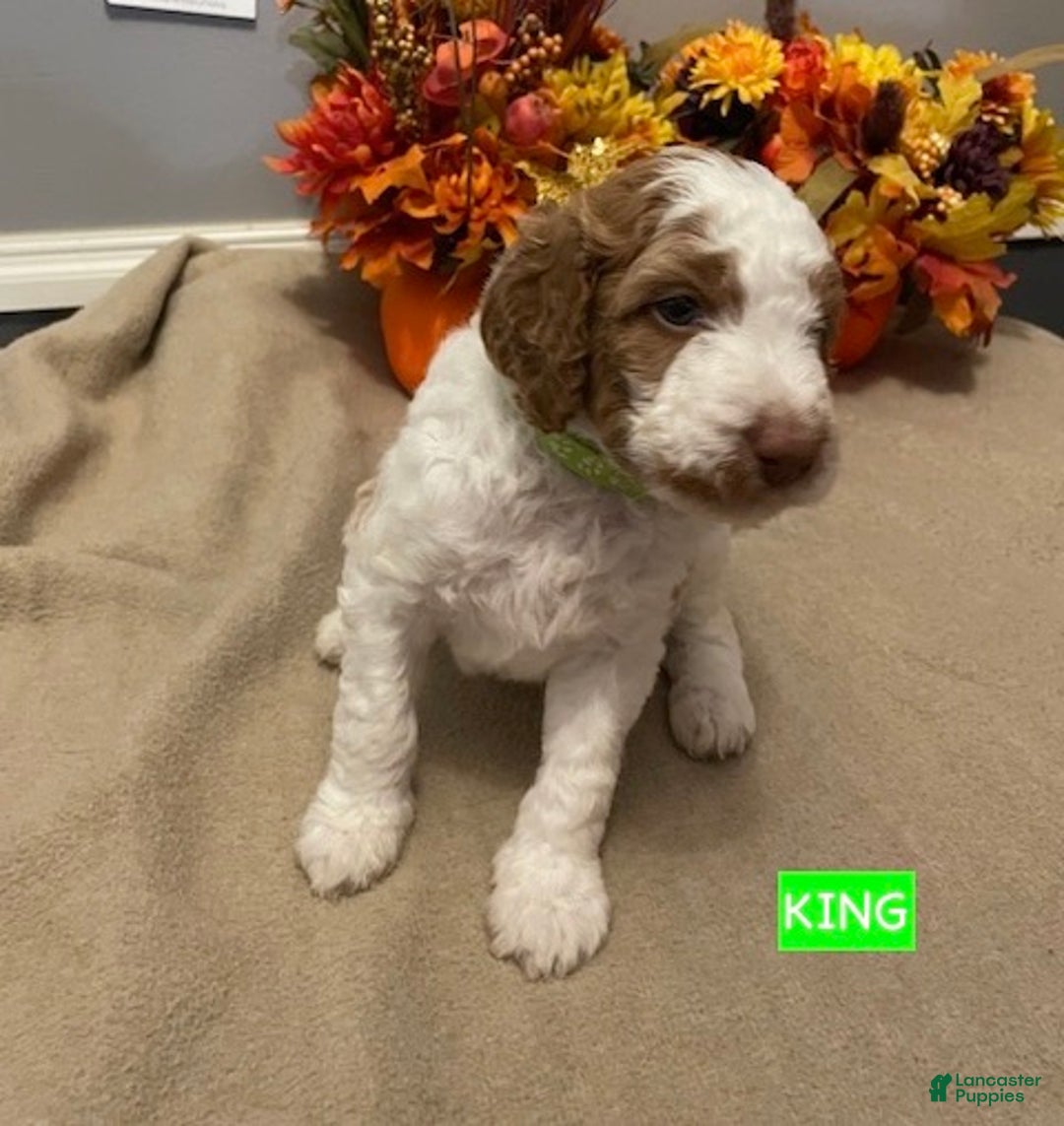 Miniature Labradoodle dogs for sale: Labradoodle Puppy 3 - Ad 10