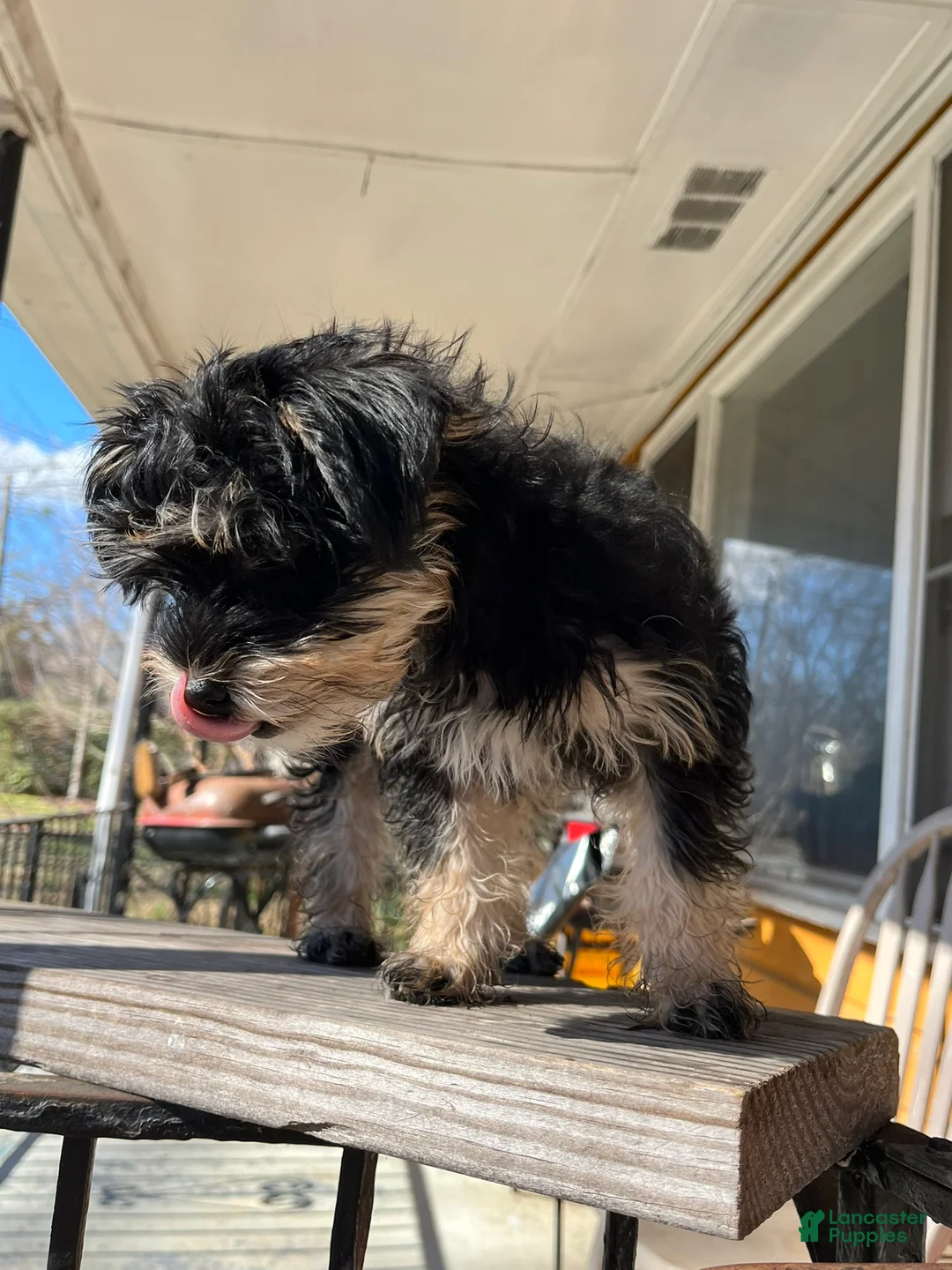 Yorkiepoo dogs for sale: Yorkiepoo Puppy 2 (Izzy) - Ad 2