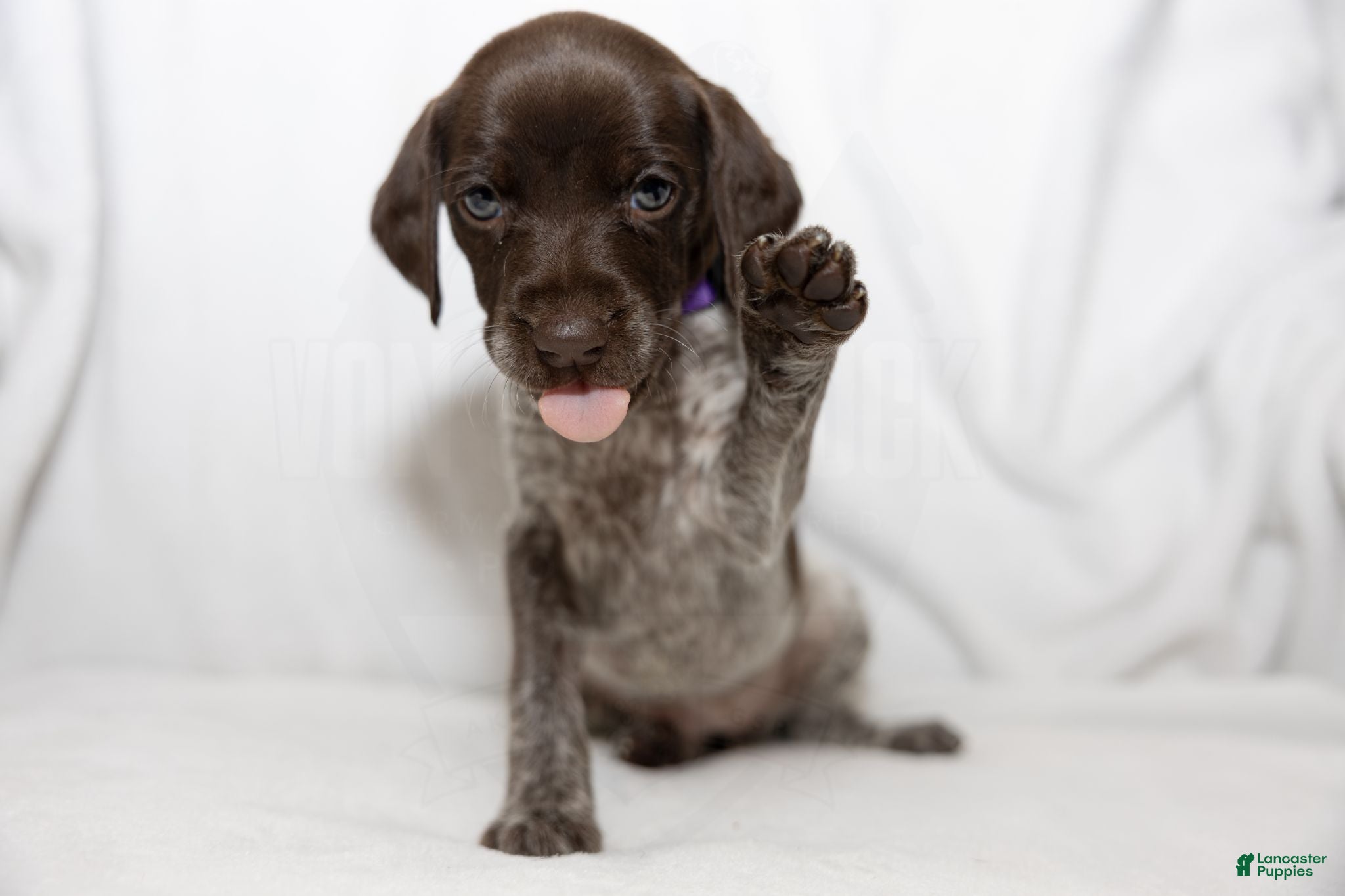 German Shorthaired Pointer dogs Purple Collar aka Amy - Ad 1
