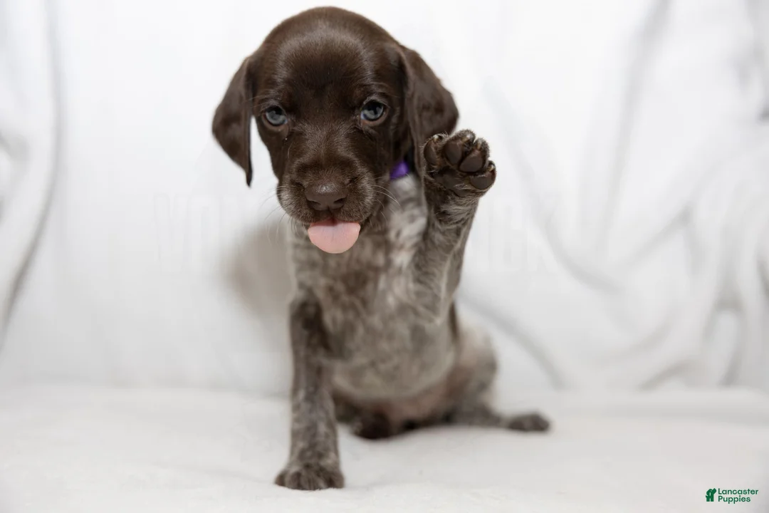 German Shorthaired Pointer dogs for sale: Purple Collar aka Amy - Ad 1