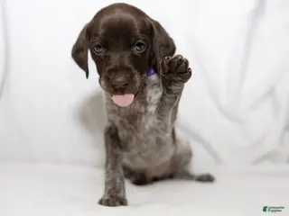 German Shorthaired Pointer dogs for sale: Purple Collar aka Amy - Ad 1