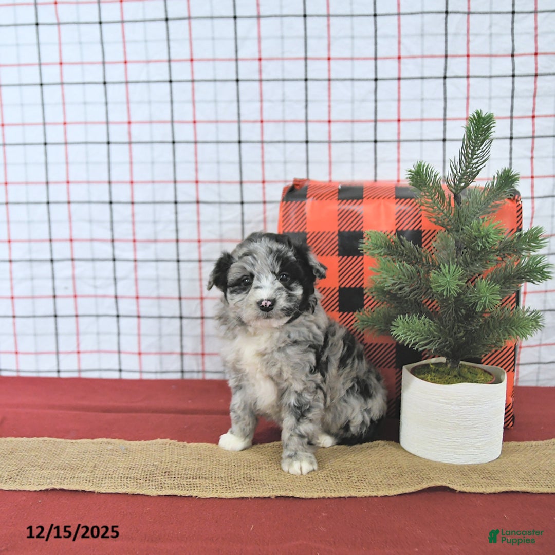 Mini Aussiedoodle dogs for sale: Santa EXTRA SMALL - Ad 5
