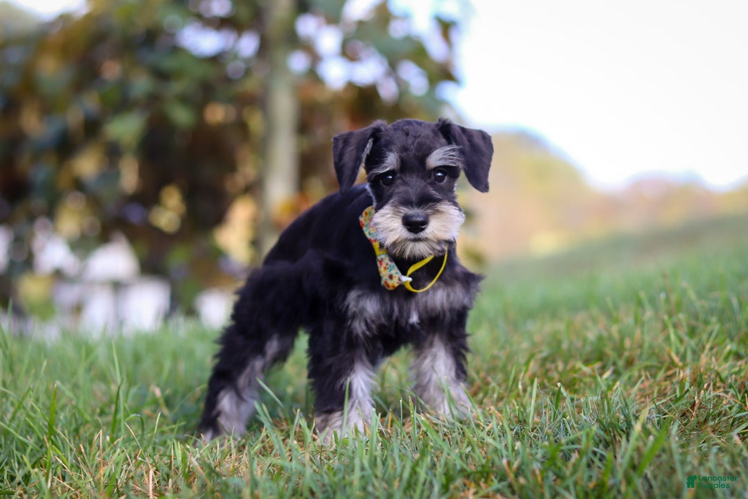 Miniature Schnauzer dogs for sale: Brianna - Ad 8