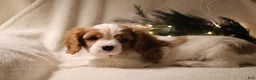 Cavalier King Charles Spaniel dogs for sale: Leo - Ad 1