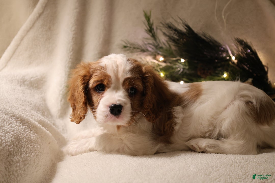 Cavalier King Charles Spaniel dogs for sale: Leo - Ad 1