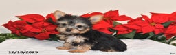 Yorkshire Terrier dogs for sale: Haley - Ad 4