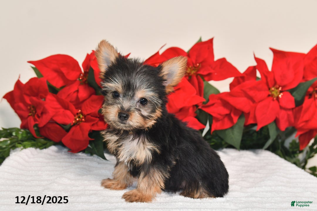 Yorkshire Terrier dogs for sale: Haley - Ad 4