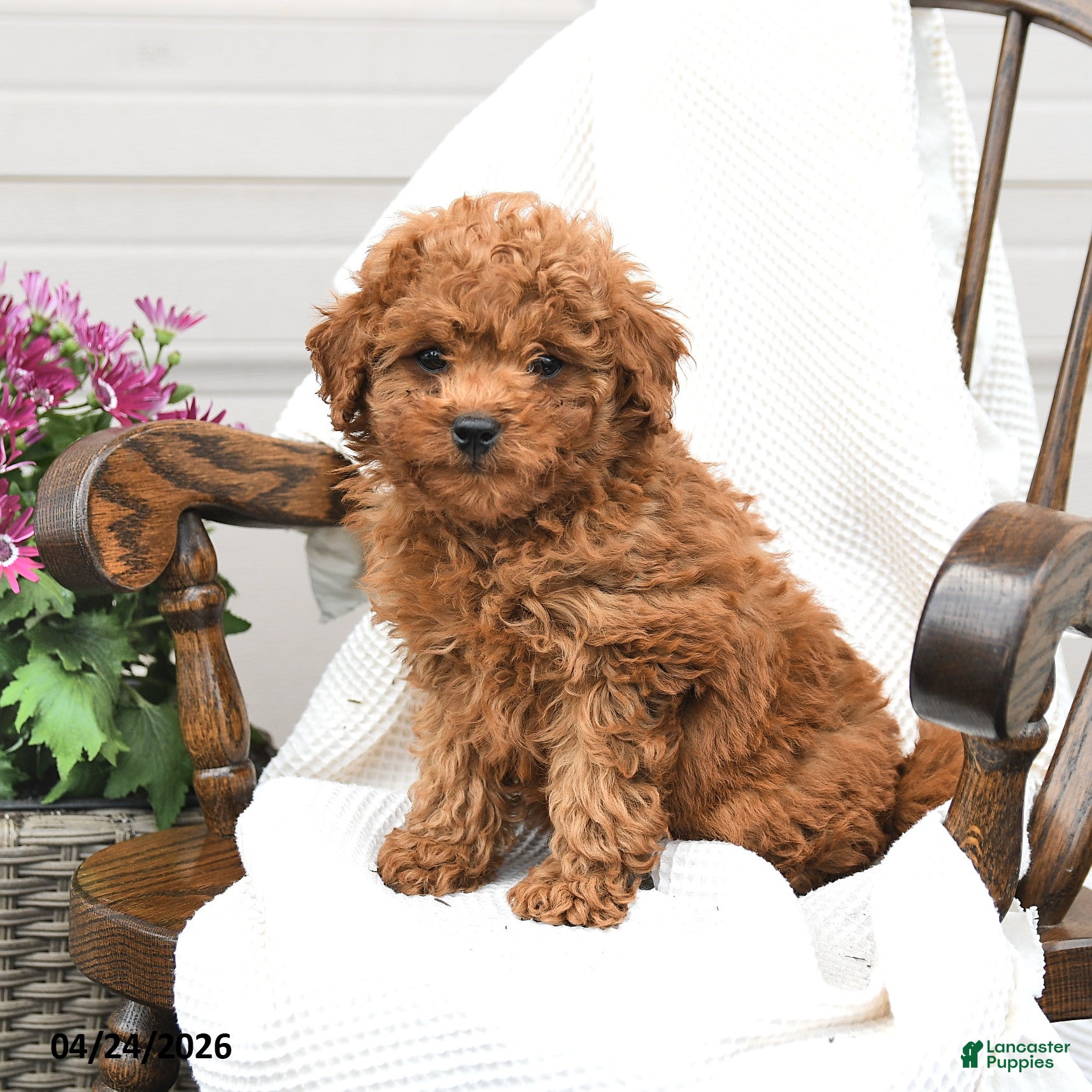 Miniature Poodle dogs for sale: Trevor - Ad 3